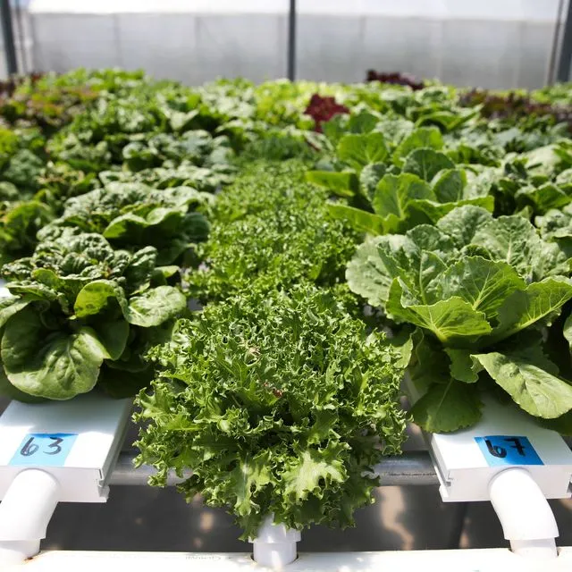 thumbnail for publication: How Efficient Are Hydroponic Lettuce Production Systems in Nutrient Usage Under Low and High Salinity?